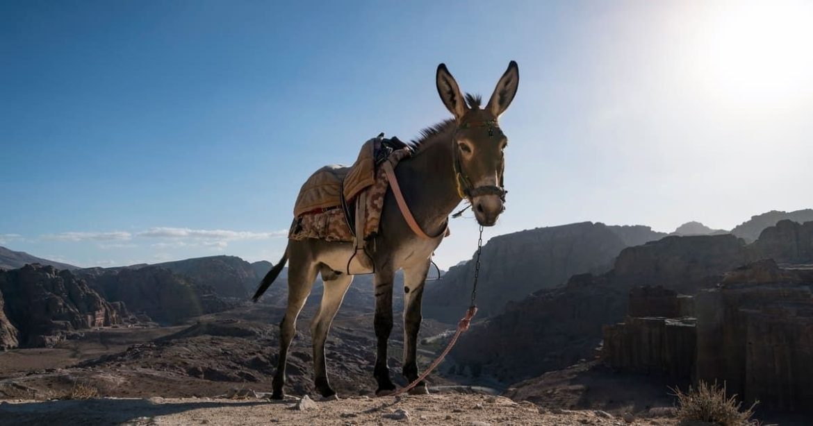 Cược Donk: Làm sao để từ một người chơi yếu trở thành một chuyên gia poker?